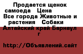 Продается щенок самоеда › Цена ­ 15 000 - Все города Животные и растения » Собаки   . Алтайский край,Барнаул г.